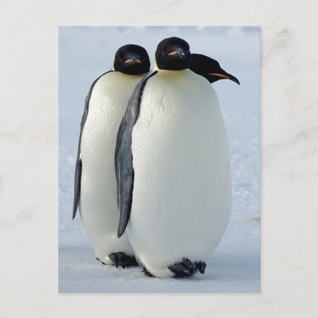 Carte Postale Empereur Penguins coincé (Devant)