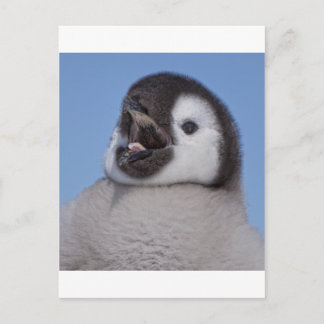 Carte Postale Empereur Pingouin