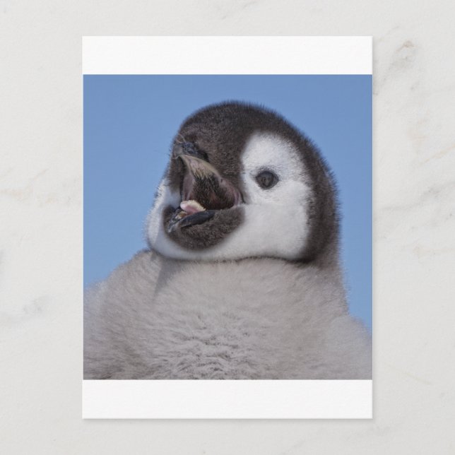 Carte Postale Empereur Pingouin (Devant)