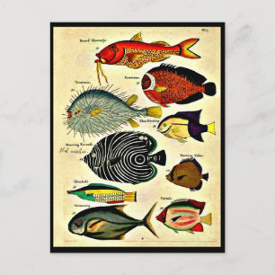 Carte Postale empreinte de poisson