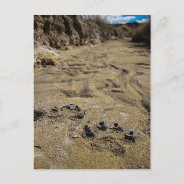 Carte Postale empreintes de pattes (Devant)