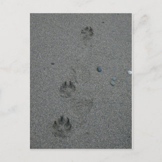 Carte Postale Empreintes de pattes dans le sable