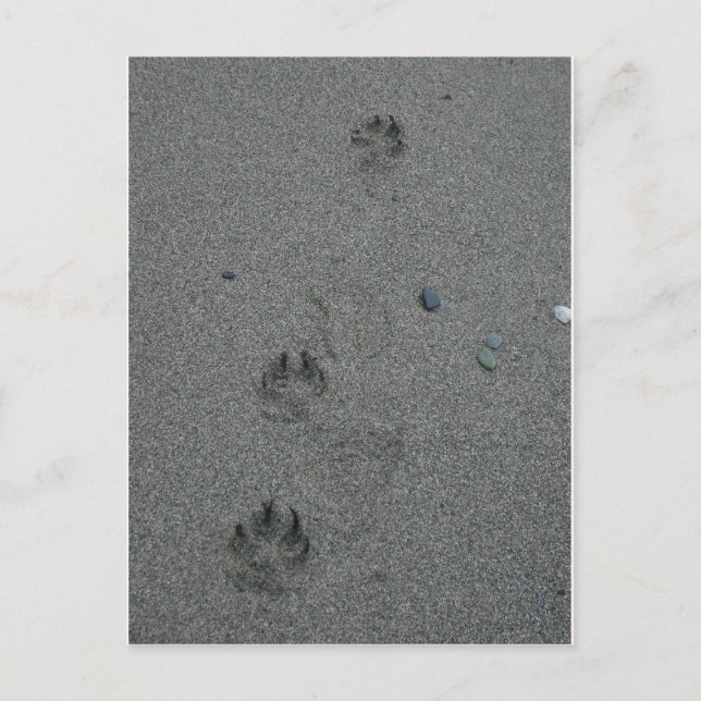 Carte Postale Empreintes de pattes dans le sable (Devant)