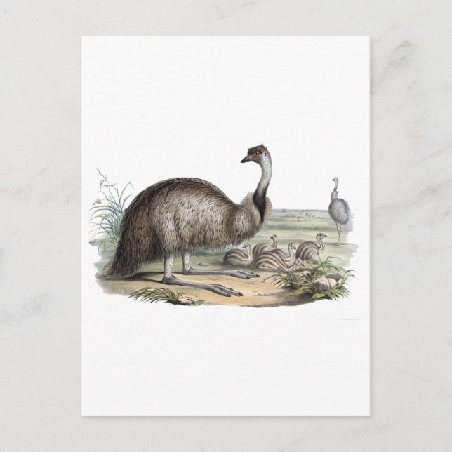 Carte Postale Emu (Devant)
