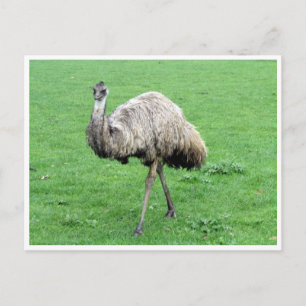 Carte Postale emu