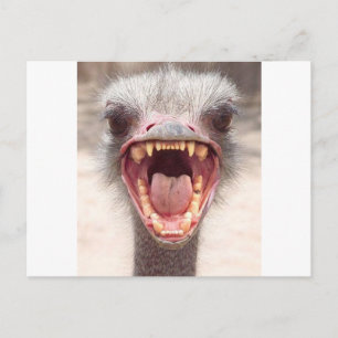 Carte Postale emu