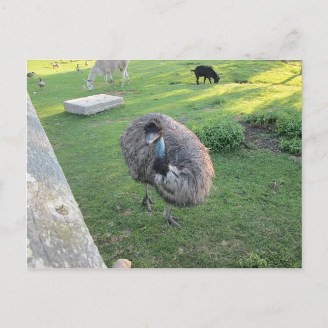 Carte Postale Emu (Devant)