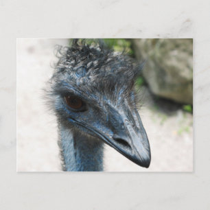 Carte Postale Emu Bird Lookin