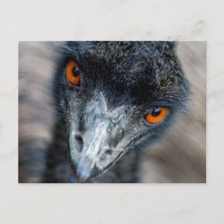 Carte Postale Emu regarde