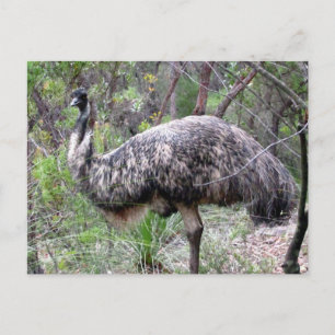 Carte Postale emu sauvage