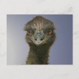 Carte Postale Emu vous regarde
