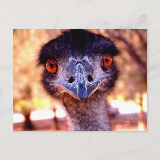 Carte postale Emu Wildlife (Devant)