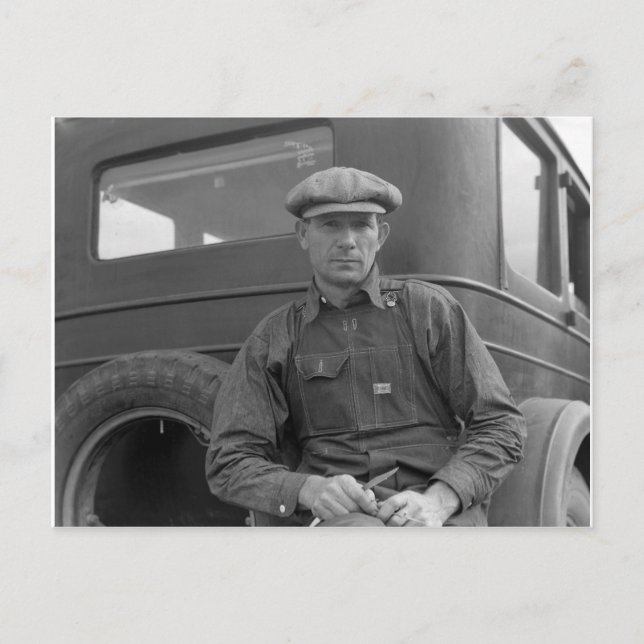 Carte Postale En attente de cueillette d'oranges (Devant)