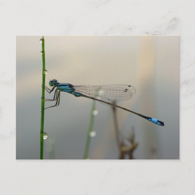 Carte Postale En attente, macro Blue Damselfly (Devant)