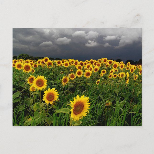 Carte Postale En attente, terrain de tournesol, nuages de tempêt (Devant)