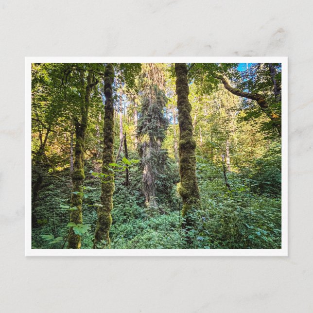 Carte Postale En chemin (Devant)