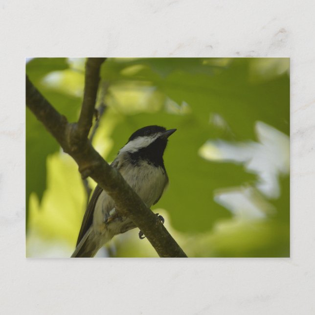 CARTE POSTALE EN CHICKADE NOIRE (Devant)