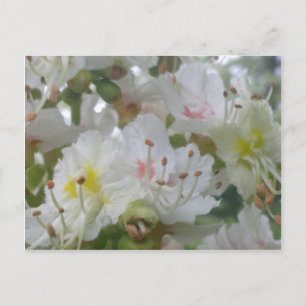 Carte postale en fleur de châtaignes