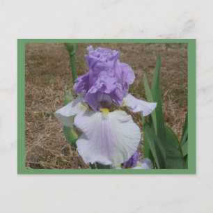 Carte postale en iris bleu.
