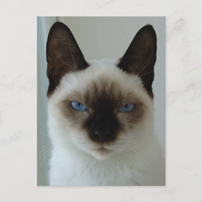 Carte postale en mémoire de Mushu (Devant)