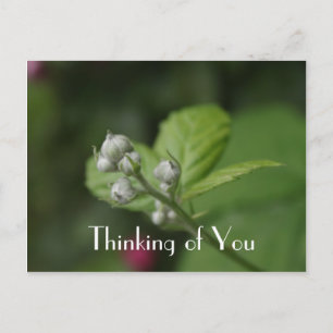 Carte Postale En pensant à vous, fleur de framboisier sauvage d'