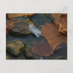 Carte postale en plumes blanches