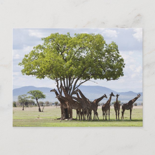 Carte Postale En safari dans le parc national de Mikumi en Tanza (Devant)