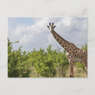 Carte Postale En safari en Tanzanie, Afrique. 2