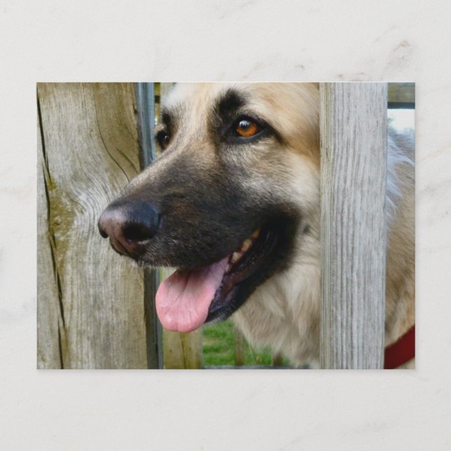 Carte Postale encadré (Devant)