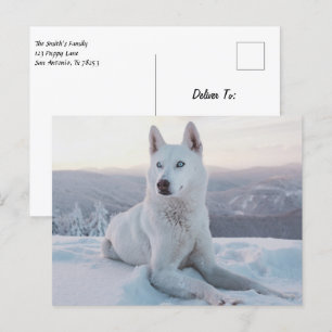 Carte Postale Enchanter White Husky Dog dans la neige