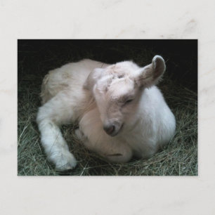 Carte postale enfant chèvre nouveau-né