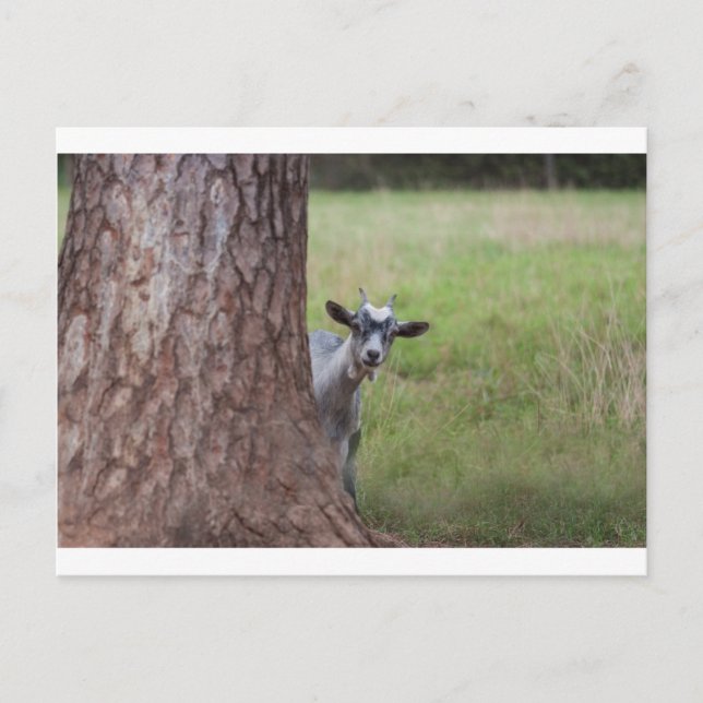 Carte Postale Enfant (chèvre) Pékin de derrière un arbre (Devant)