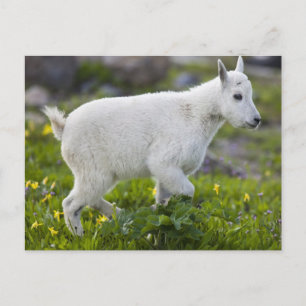 Carte Postale Enfant de chèvre de montagne au col Logan à Glacie