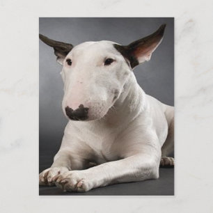 Carte postale English Bull Terrier