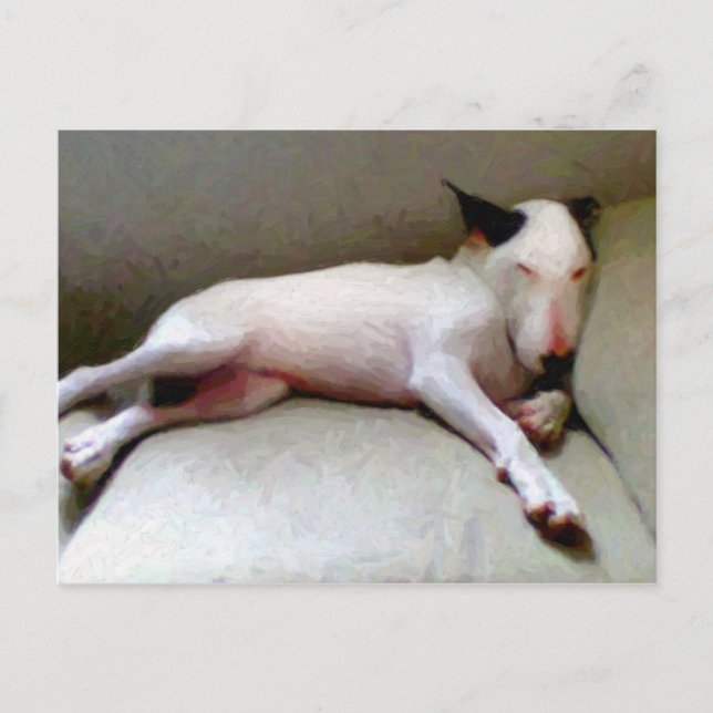Carte Postale English Bull Terrier (Devant)