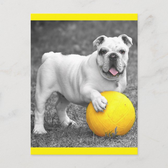 Carte Postale English Bulldog Puppy Dog Postcard (Devant)