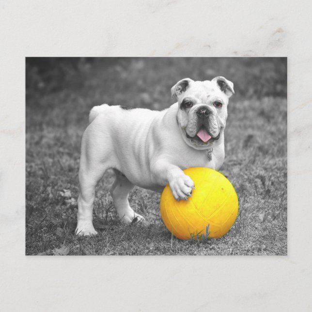 Carte Postale English Bulldog Puppy Dog Postcard (Devant)