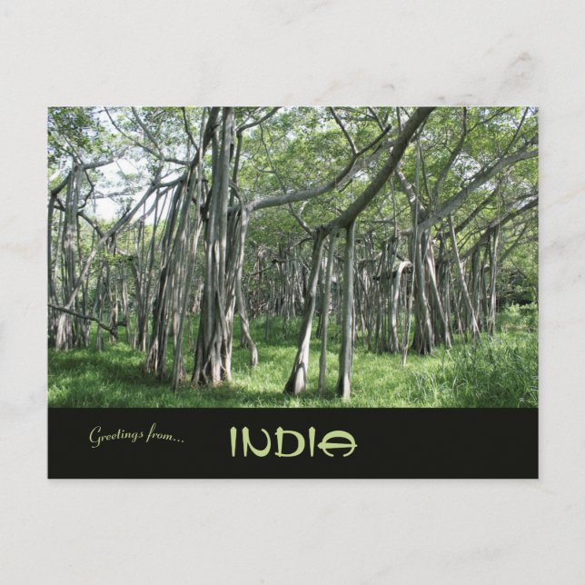 Carte Postale Énorme Banyan Tree Chennai Tamil Nadu India (Devant)