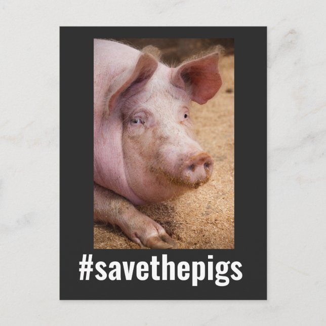 CARTE POSTALE ENREGISTRER LES PIGS PIG VEGAN POSTCARDS (Devant)