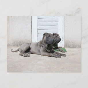 Carte Postale Ensemble