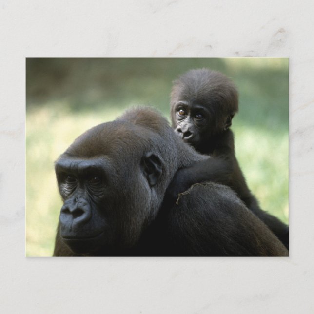 Carte Postale Ensemble de faune - Primates 11 (Devant)