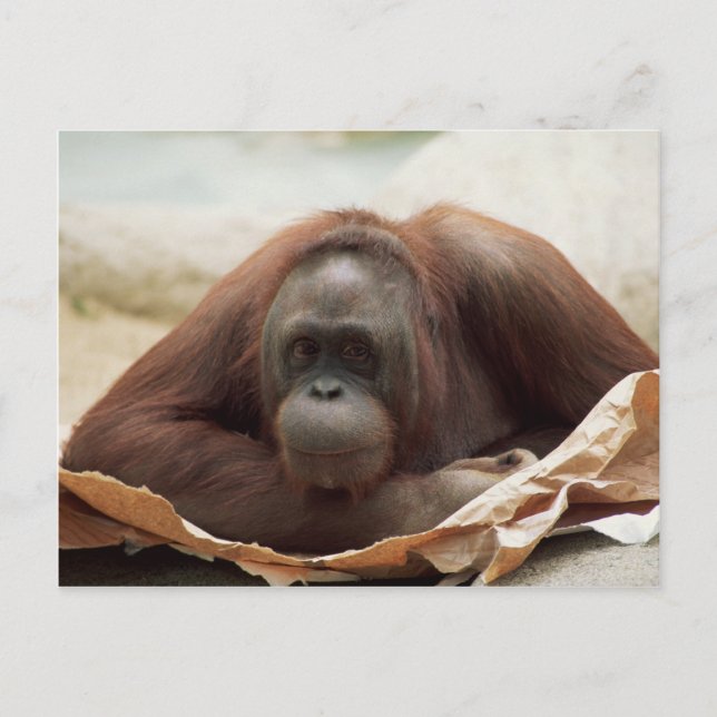 Carte Postale Ensemble de faune - Primates 7 (Devant)