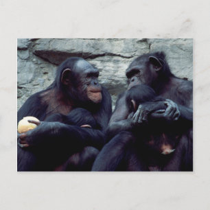 Carte Postale Ensemble faunique - Primates 5