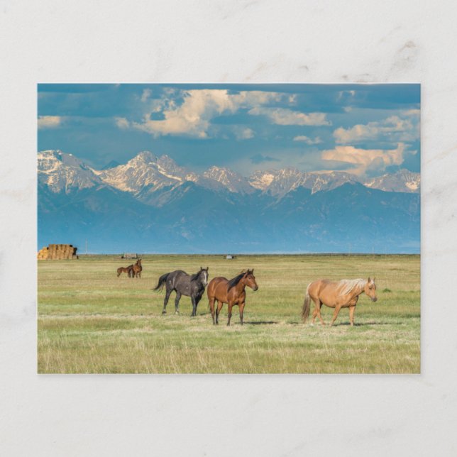 Carte Postale Entendu de chevaux à Hayfield (Devant)