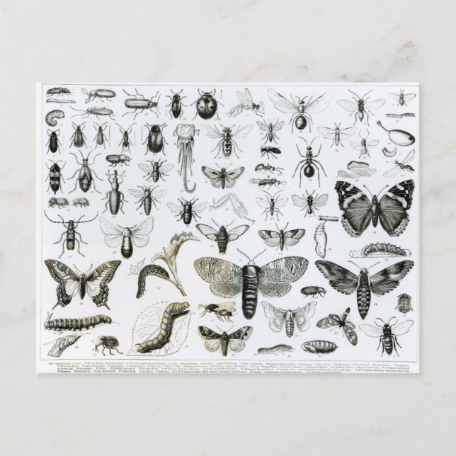 Carte Postale Entomologie (Devant)