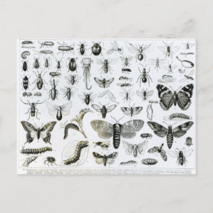 Carte Postale Entomologie