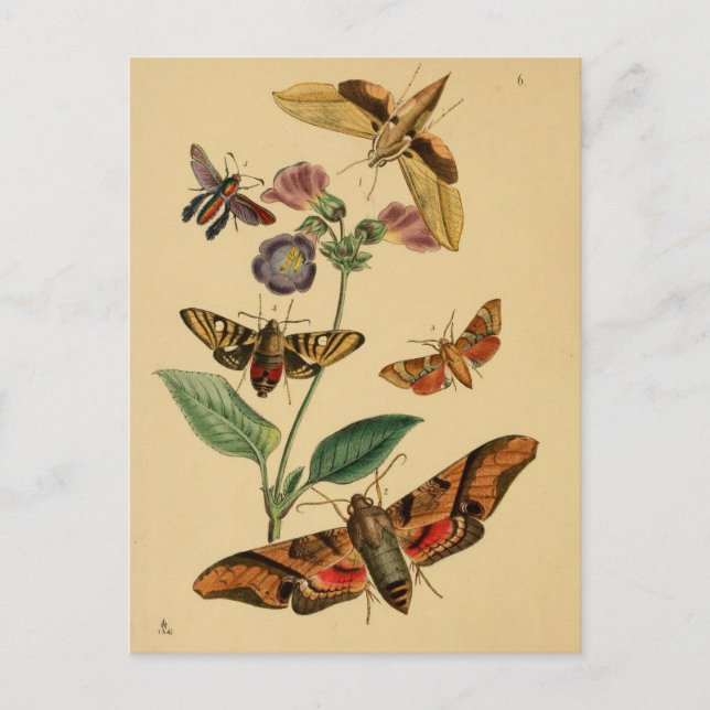 Carte postale Entomologie (Devant)