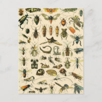 Carte postale Entomologie Vintage de la carte des 