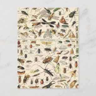 Carte postale Entomologie Vintage de la carte des 