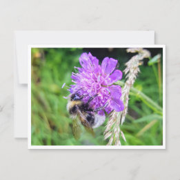 Carte Postale Entre Fleurs et Brummen